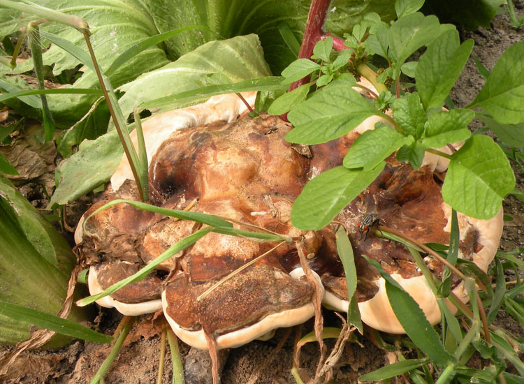 Ganoderma sp